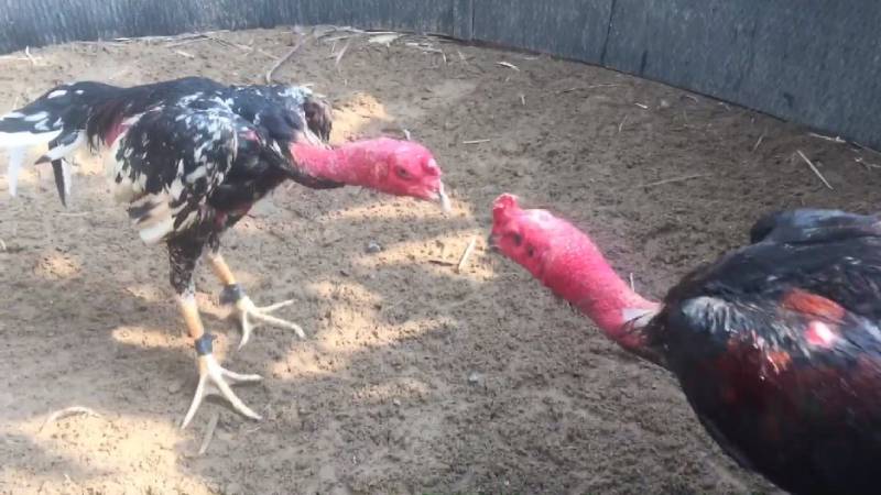 Các giống gà nổi tiếng trong đá gà đòn