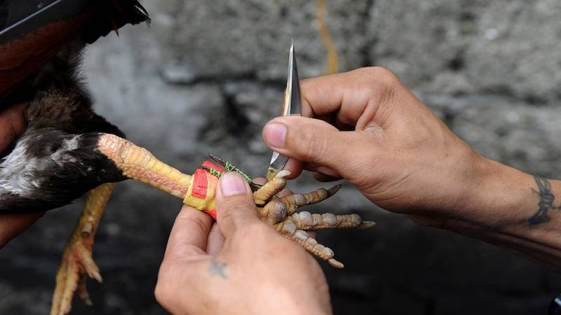 Các loại cựa sắt phổ biến trong đá gà