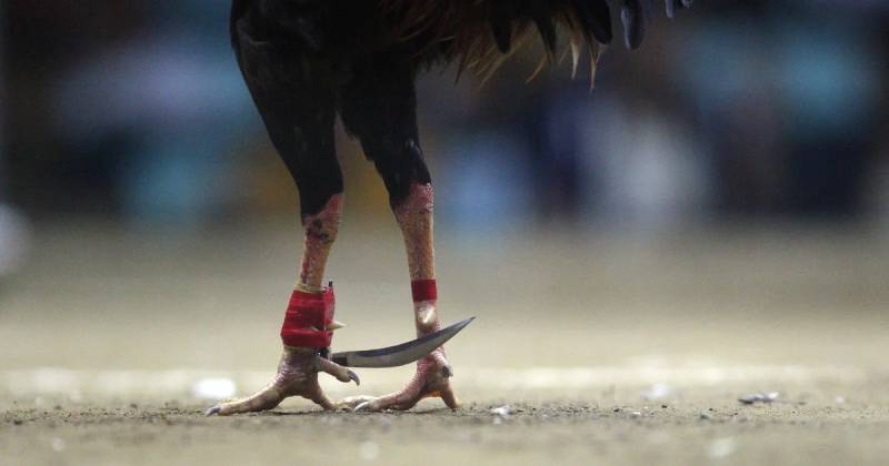 Cách chọn gà đá cựa sắt chất lượng