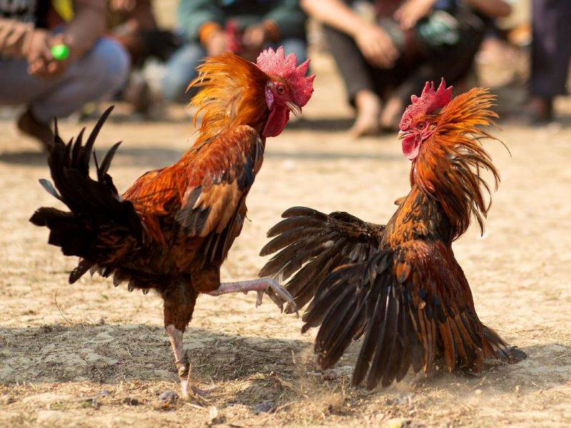 Đá Gà Hàng Xáo – Hình Thức Cá Cược Độc Đáo 3 Cách đặt cược và vai trò của “biện”