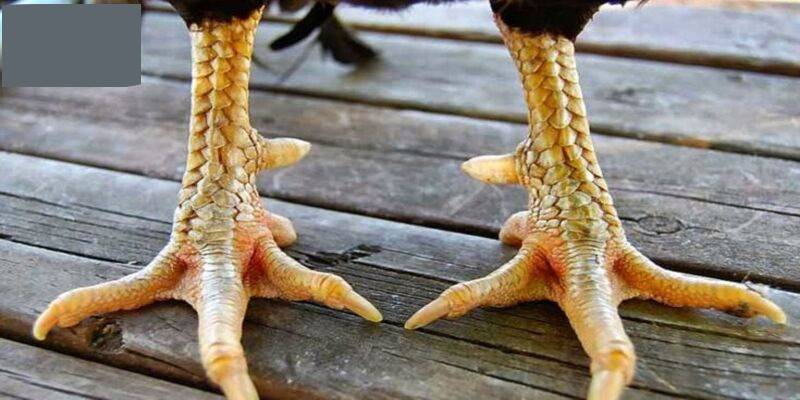 Cách Nhận Biết Gà Đá Hay – Mẹo Chọn Chiến Kê Bất Bại 4 Chân và vảy gà