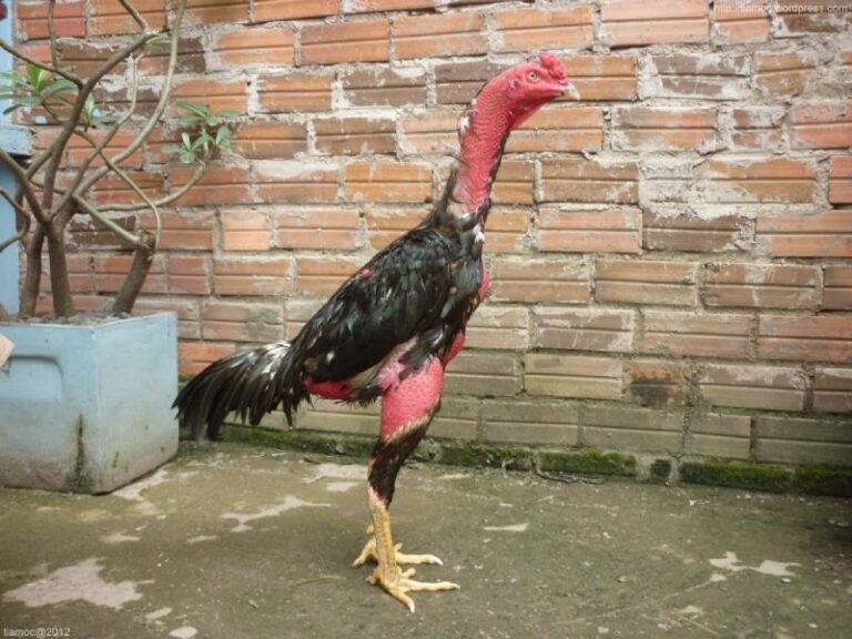 Đá Gà Đòn Là Gì? Tìm Hiểu Môn Chơi Truyền Thống Đỉnh Cao 19 Da Ga Don La Gi Tim Hieu Mon Choi Truyen Thong Dinh Cao