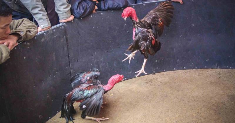 Đá gà đòn là gì?