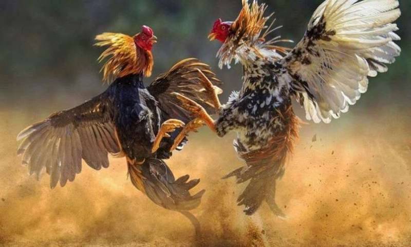 Xem Ngày Đá Gà – Bí Quyết Chọn Ngày Đẹp Cho Chiến Kê 6 Kết hợp xem ngày với phong độ gà