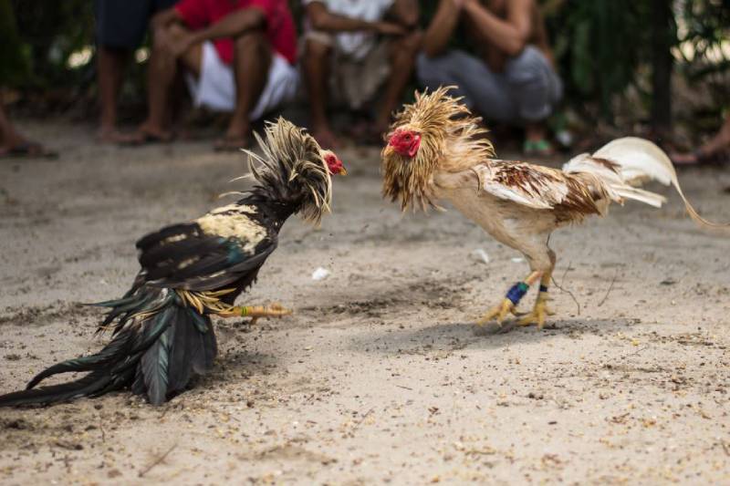 Đá Gà C1 Thomo – Đấu Trường Đẳng Cấp Đông Nam Á 5 Kinh nghiệm chọn chiến kê thi đấu tại C1 Thomo