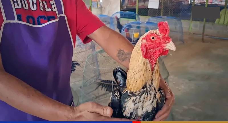 Kinh nghiệm chọn gà đá Khmer chất lượng