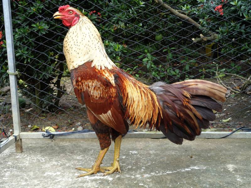 Cách Nhận Biết Gà Đá Hay – Mẹo Chọn Chiến Kê Bất Bại 5 Lông, màu mạng và sự linh hoạt