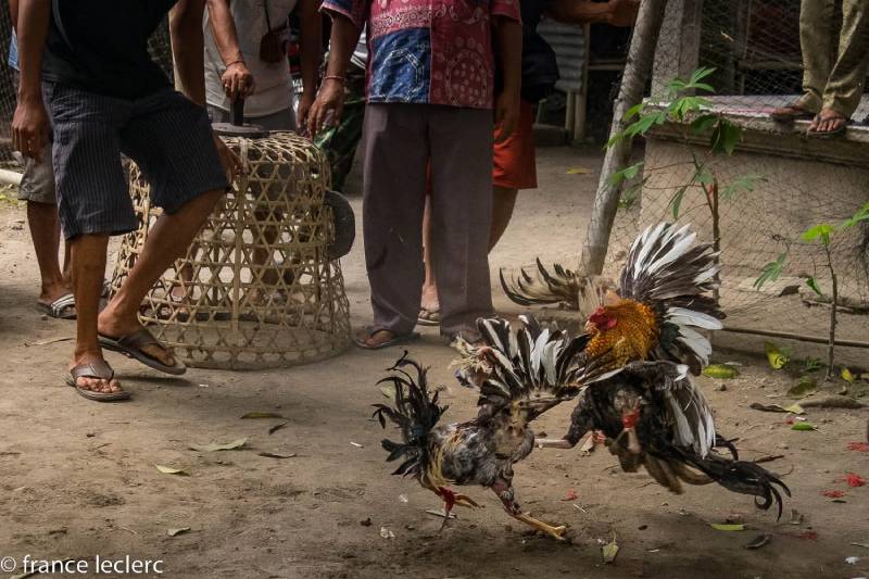 Luật chơi và hình thức thi đấu đá gà Khmer