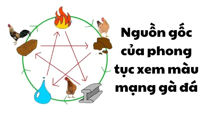 Màu mạng gà đá là gì?