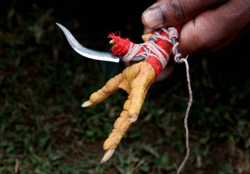 Cách Nuôi Gà Đá Chân Mạnh, Rèn Luyện Chiến Kê Bất Bại 2 Tại sao cần nuôi gà đá chân mạnh?