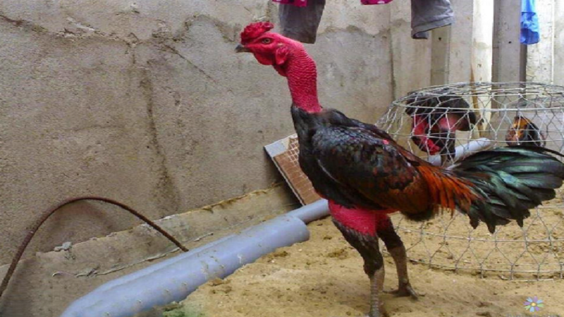 Tăng sức bền với bài tập chạy lồng, quần sương