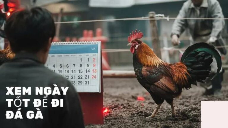 Xem Ngày Đá Gà – Bí Quyết Chọn Ngày Đẹp Cho Chiến Kê 50 Xem Ngay Da Ga – Bi Quyet Chon Ngay Dep Cho Chien Ke