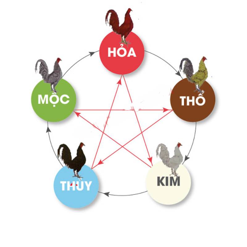 Xem Ngày Đá Gà – Bí Quyết Chọn Ngày Đẹp Cho Chiến Kê 3 Xem theo phong thủy ngũ hành